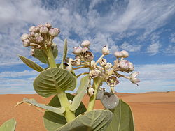 Calotropis procera, Adrar desert