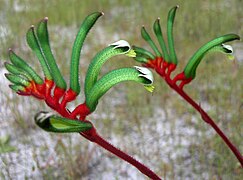 Red and green Kangaroo Paw - Anigozanthos manglesii