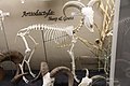 Skeleton of a Barbary sheep (Museum of Osteology)