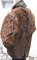 modern buffalo coat back (2008)