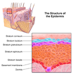 Illustration of epidermal layers