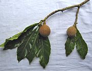 Leaves and fruits