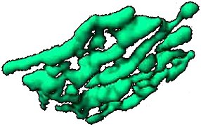 Three-dimensional projection of a mammalian Golgi stack imaged by confocal microscopy and volume surface rendered using Imaris software. Taken from the movie.
