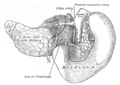 The pancreas and duodenum from behind