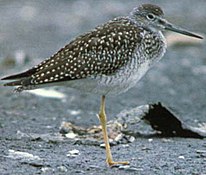Greater yellowlegs, a common occurrence, except in summer, at the island of Culebra.