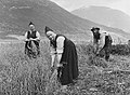Image 20Harvesting oats at Fossum in Jølster during the 1880s (from History of Norway)