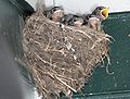 Older chicks in nest