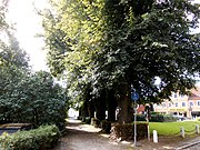 Kloster Preetz: südliche Zufahrtsallee (Linden)
