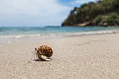Little Crab at Ko Lanta clear