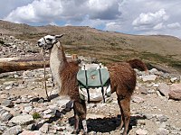Panniers on a llama used to transport waste in a U.S. national park, 2005