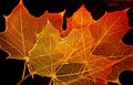 Maple leaves by autumn