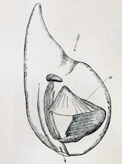 Oikopleura cophocerca in its "house". Arrows indicate water movement and (x) the lateral reticulated parts of the house.