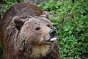 Ein Bär zeigt die Zunge