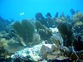 Various soft corals at Molasses Reef
