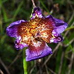 Pinewoods lily (Alophia drummondii) Hardin County