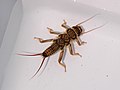 Nymph of a golden stonefly are used as live-bait for trout fishing.