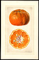 A botanical illustration of a Manurco tangerine, painted by Royal Charles Steadman in January, 1926