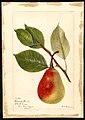Summer Beauty pear - watercolor 1893