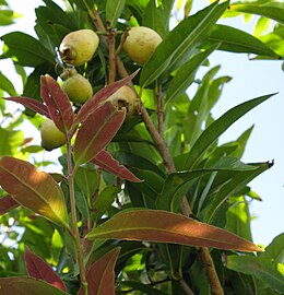 Branches, foliage and fruit