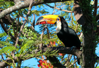 A toco toucan in a tree, with a small greyish-brown lizard held in its beak