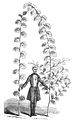 Long shoots of 'Pitteurs': a playful drawing from Morren,[8] also picturing H. B. T de Pitteurs (?), who on the scale of 20-cm leaves would be little over 1 m tall