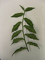 Underside of 'Crispa' leaves