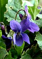 März-Veilchen (viola odorata)