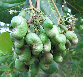 Young fruits