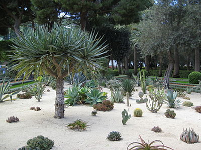 Succulent garden near the Shrine of the Báb