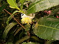 Tea (Camellia sinensis) flower
