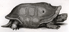 Réunion Giant Tortoise