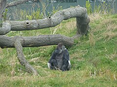 Gorilla habitat.