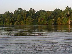 Forest along the shore of the Amazon River, in the east of the district