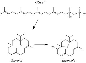 Incensole, Serratol, and GGPP molecules