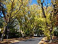 Grant Crescent, Griffith, Australian Capital Territory, Australia: American elms in autumn