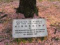 Plaque at the base of the Hiroshima cherry tree amid fallen blossoms