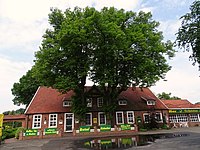 2 Linden in der Ortsmitte von Hesel (alte Posthalterei)