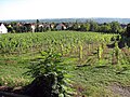 Niederlößnitzer Weingarten
