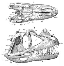 Charles Gilmore's reconstruction of the skull in side and top view
