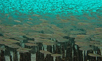 Old World silversides schooling among mangrove roots