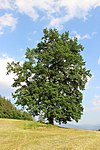Stieleiche (Quercus robur)