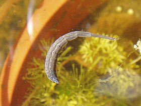 Stratiomyidae larva