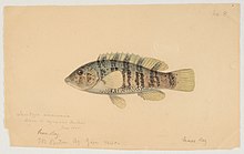 An 1860 watercolor painting of a tautog from Massachusetts Bay by Jacques Burkhardt