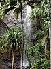 Valleé de mai, the Garden of Eden in in Seychelles
