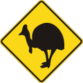 (QLD-TC9866) Cassowary (used in Queensland)