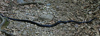 Black snake on the Pine Meadow Lake Trail