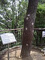 Bukaksan pine tree with bulletholes marked