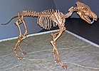 Fossil dire wolf skeleton