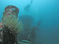 Divers and anemone on the MV River Taw wreck