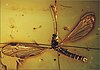 Elephantomyia pulchella